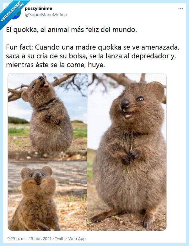 quokka,animal,feliz