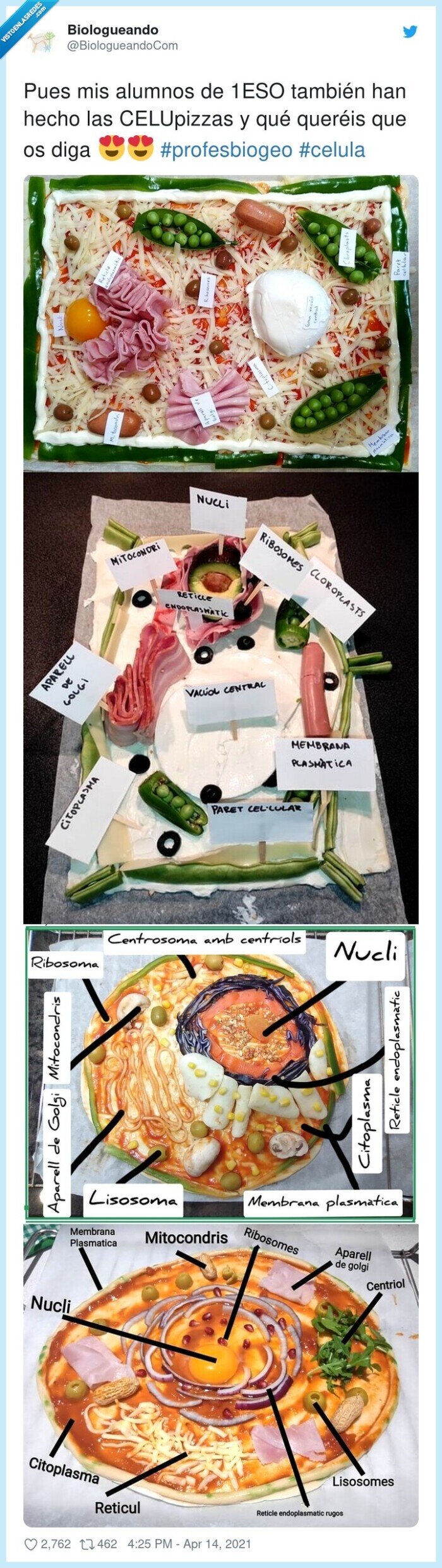 pizzas,celulas,celupizzas