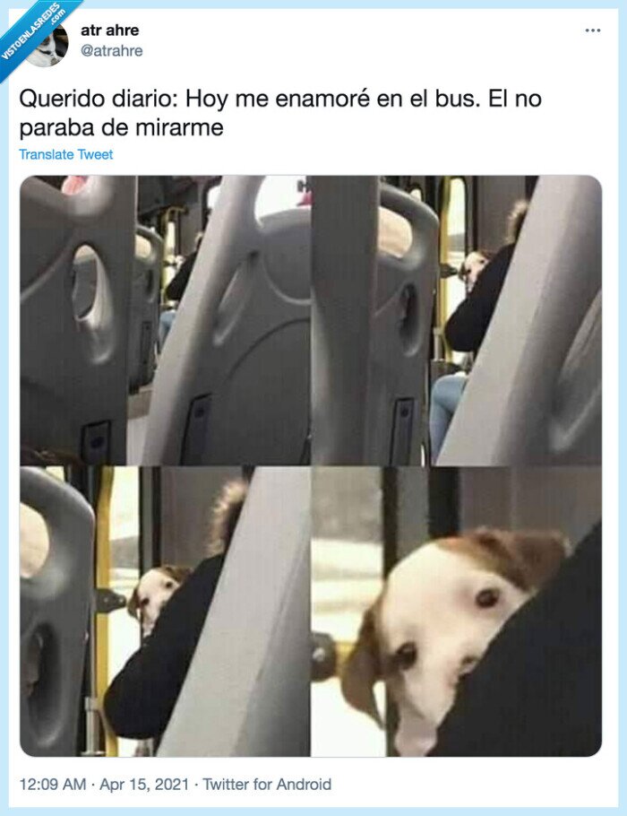 bus,miradas,enamorarse,perro