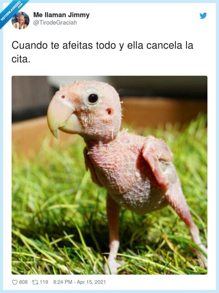 afeitarse,pelado,loro,cita