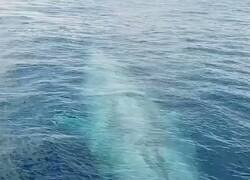 Enlace a Esto es lo que creo que me está tocando la pierna cuando me roza una alga