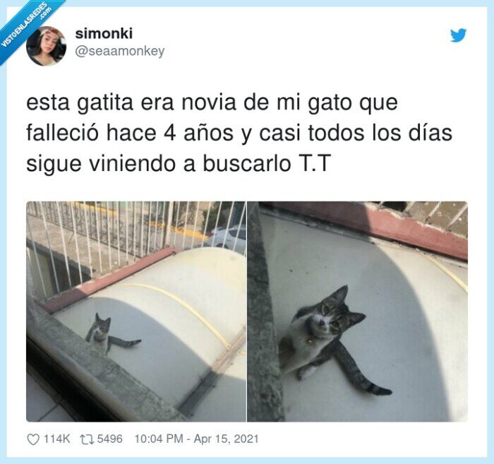 gatita,novia,buscar,gato fallecido