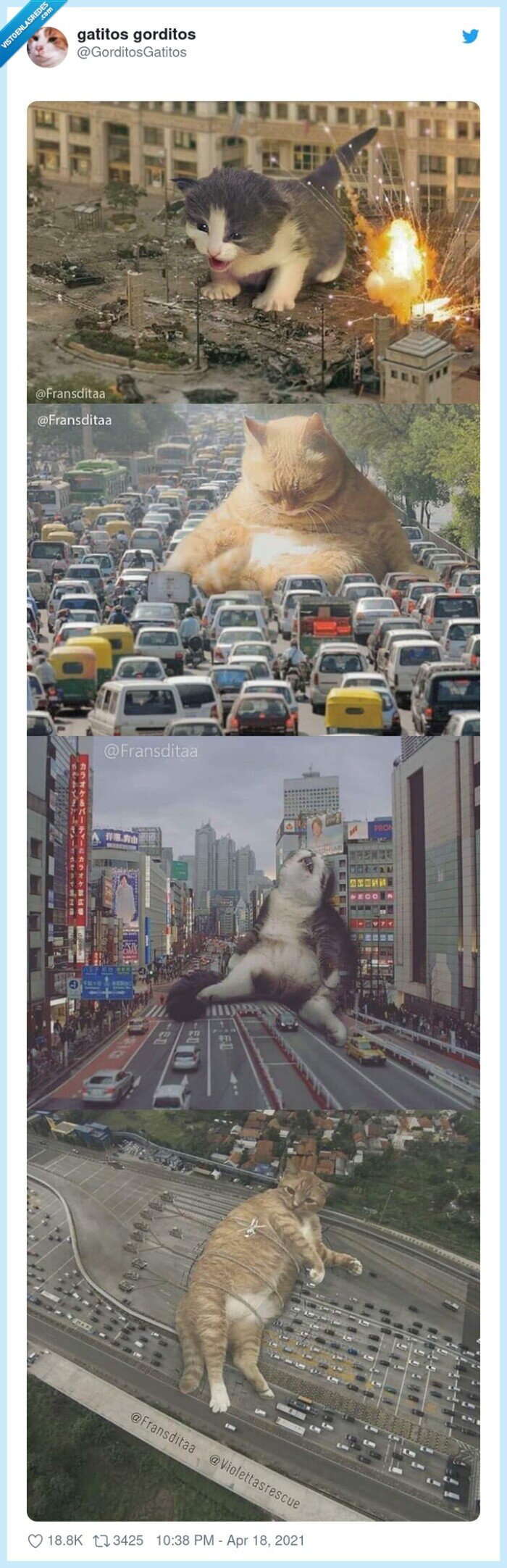 gatos,godzilla