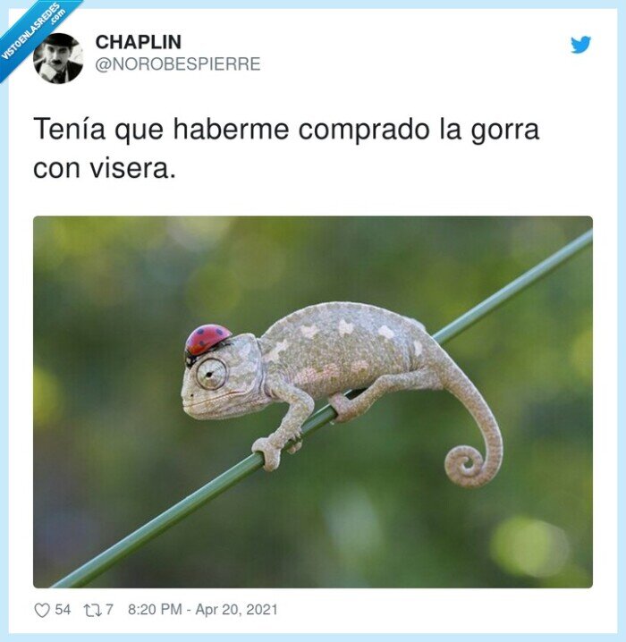camaleon,mariquita,visera,gorra