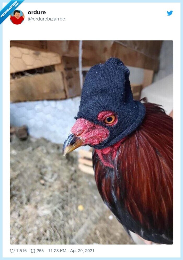 gallo,ladron