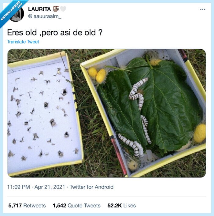 old,caja,gusanos de seda