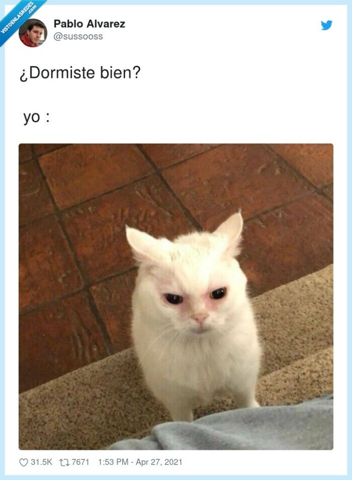 ojeras,gato,dormir