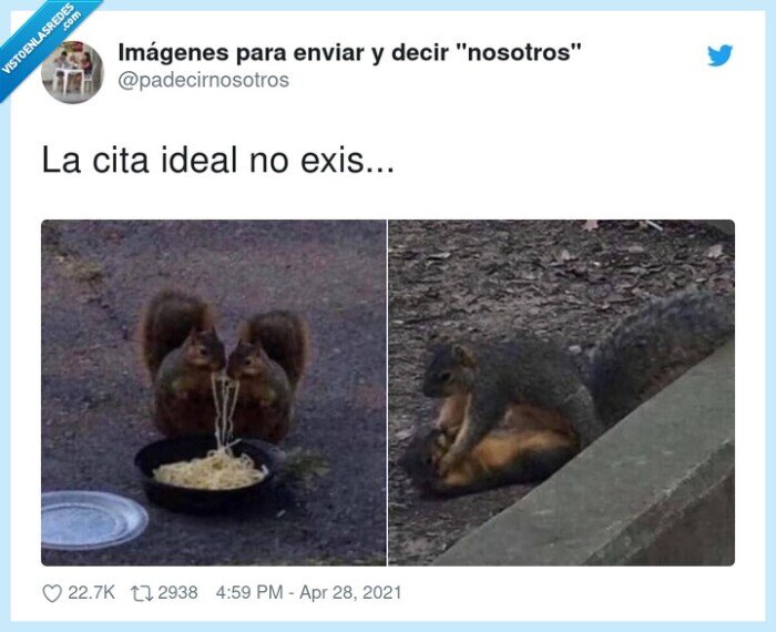 cita idea,ardillas,amor