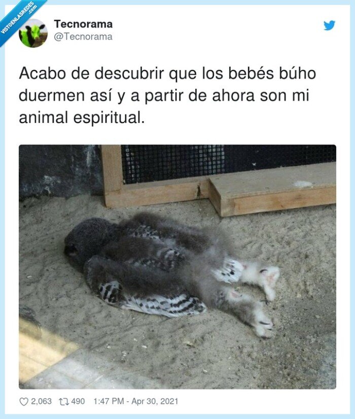 descubrir,dormir,buhos,bebés,animal
