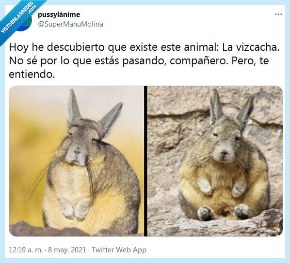 vizcacha,animal,cansancio