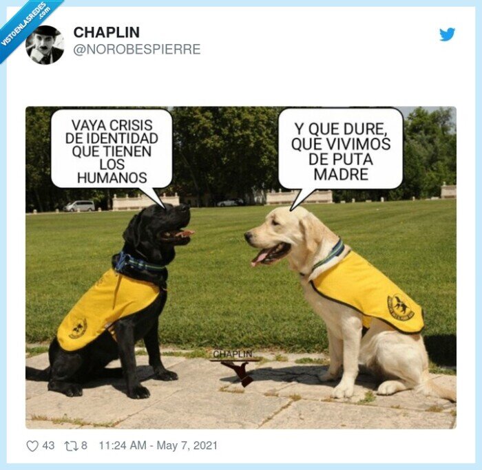 perros,crisis de identidad