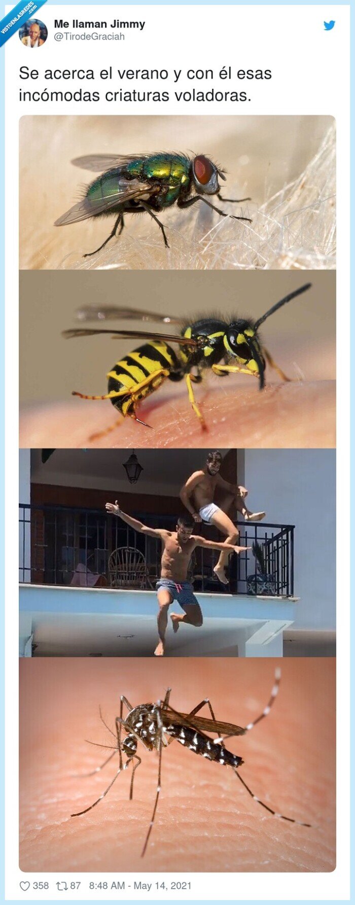 incómodas,criaturas,voladoras,verano,balconing,insectos