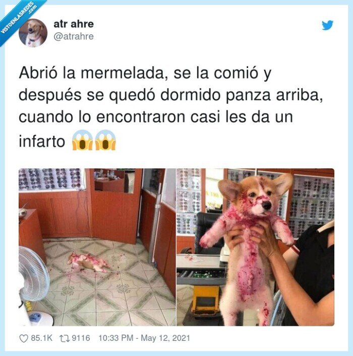 encontrar,mermelada,dormido,patas arriba,perro