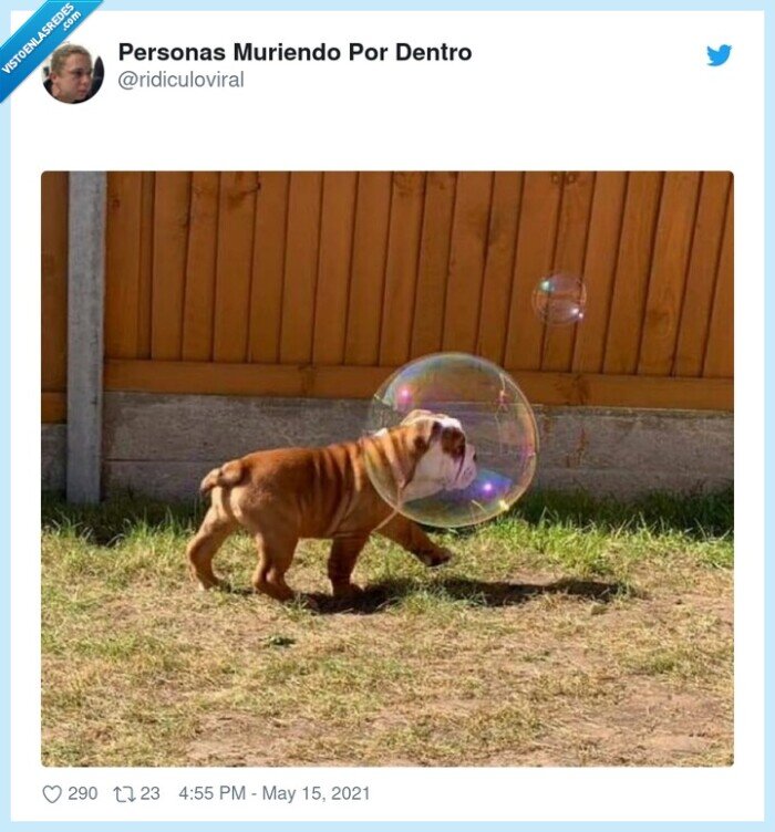 bulldog,burbuja,bubble,perro