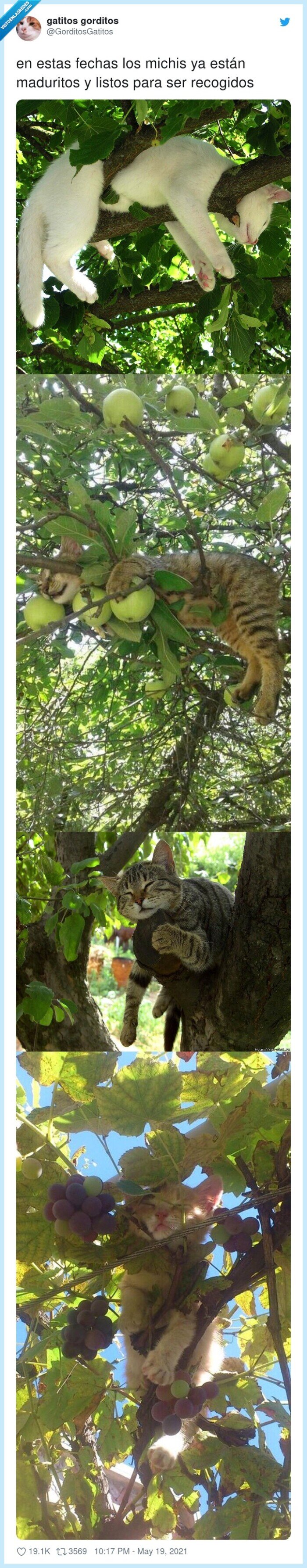 maduritos,recogidos,fechas,michis,gatos,árboles