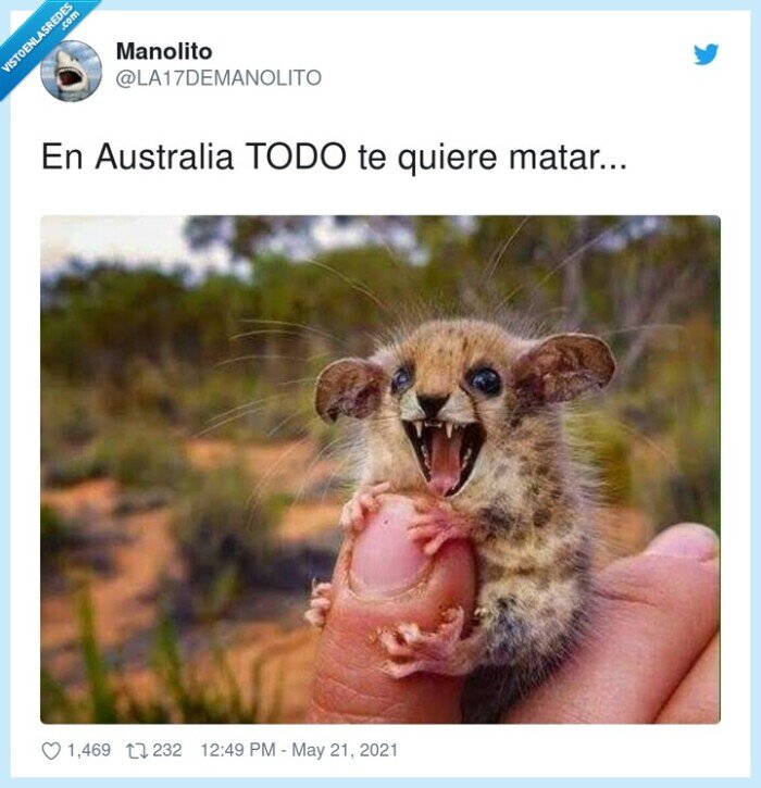 australia,animales,miedo