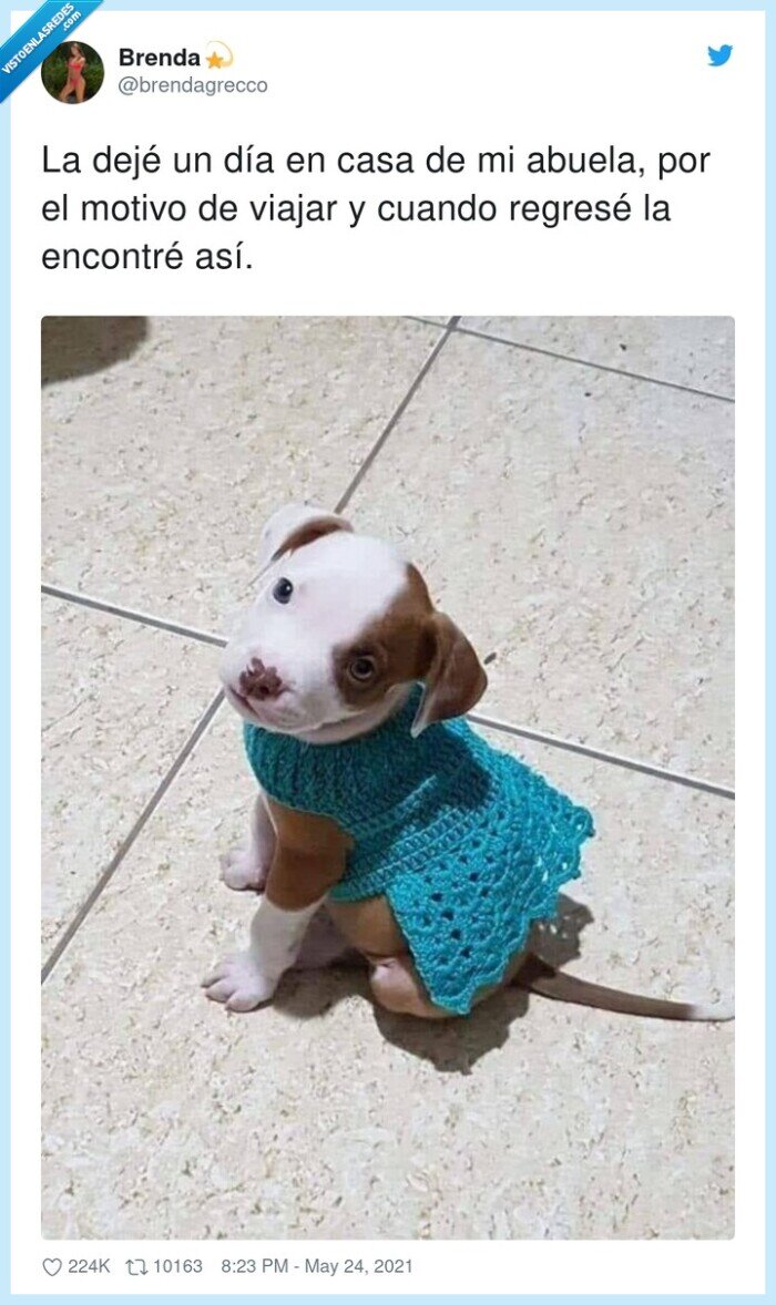 perrito,jersey,abuela