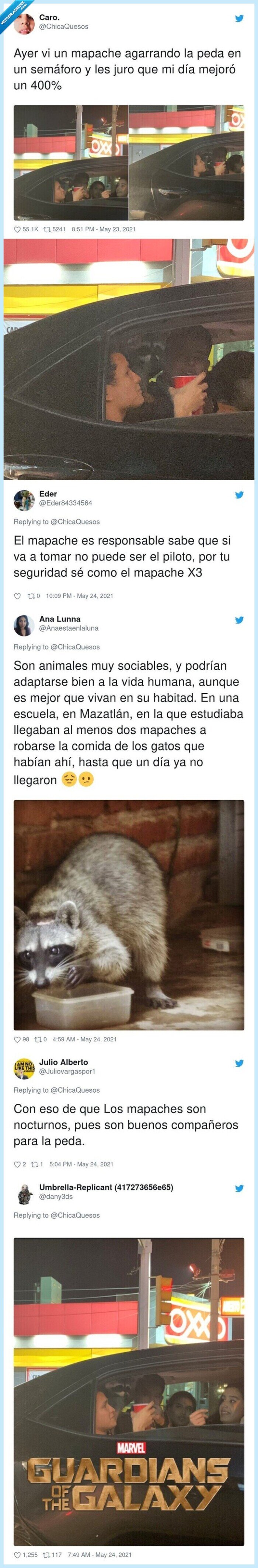 mapache,fiesta,coche,pedo