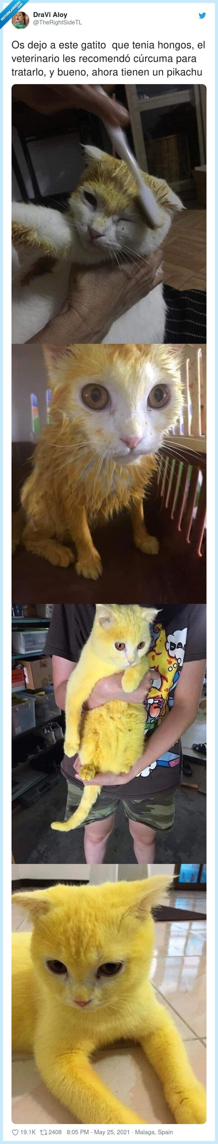 veterinario,recomendó,tratarlo,cúrcuma,hongos,pikachu