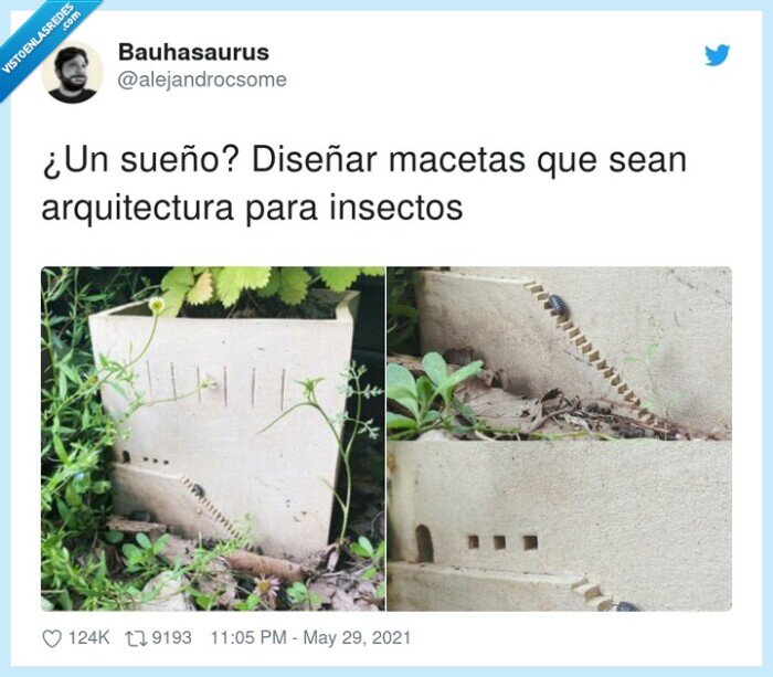 arquitectura,diseñar,insectos,macetas