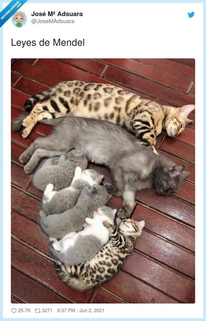 mendel,leyes,gatos