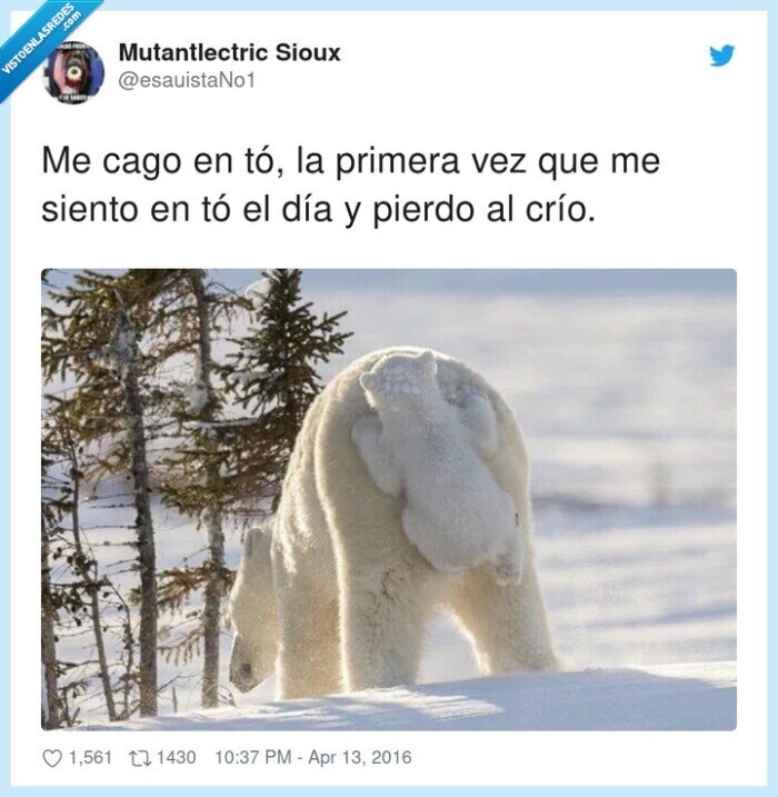 oso polar,sentarse,madre,pegada,culo