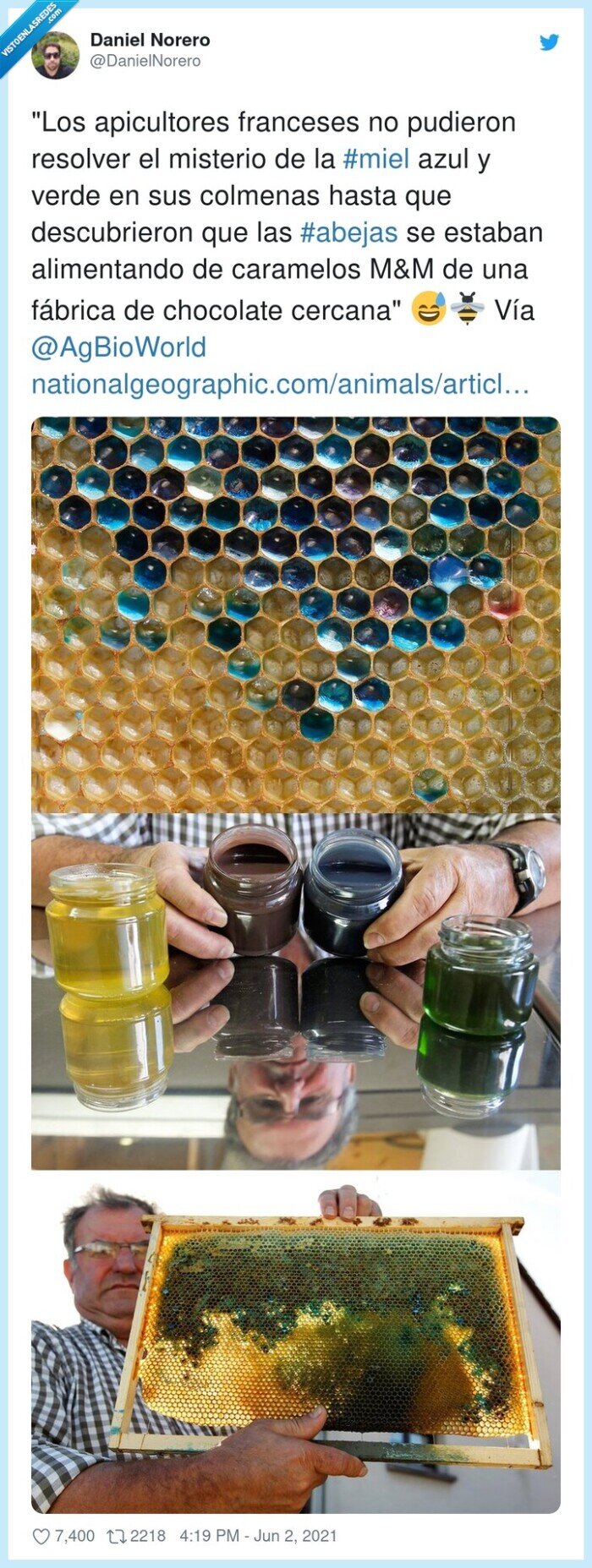 abejas,miel,colmena,alimentarse,apicultores,caramelos,chocolate