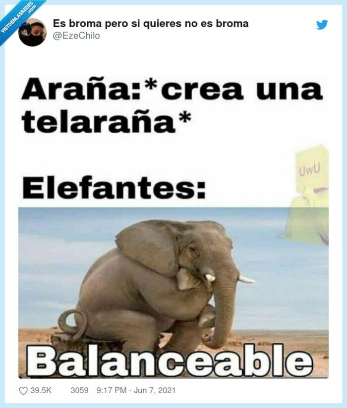 elefantes,tela de araña,canción