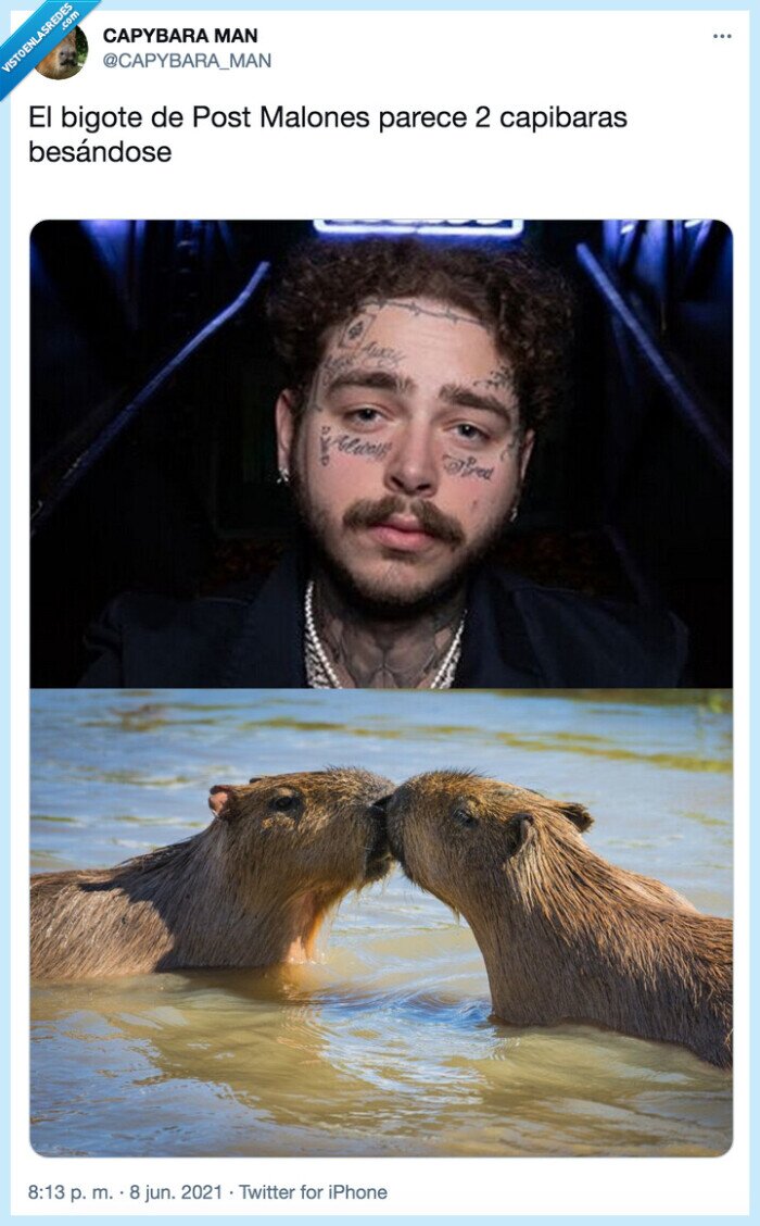 post malone,capibara,carpincho,bigote