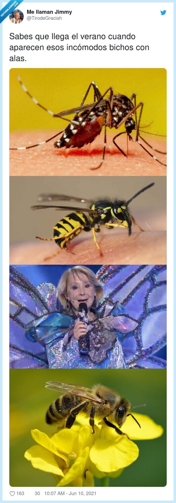incómodos,aparecer,verano,insectos,esperanza aguirre,bichos