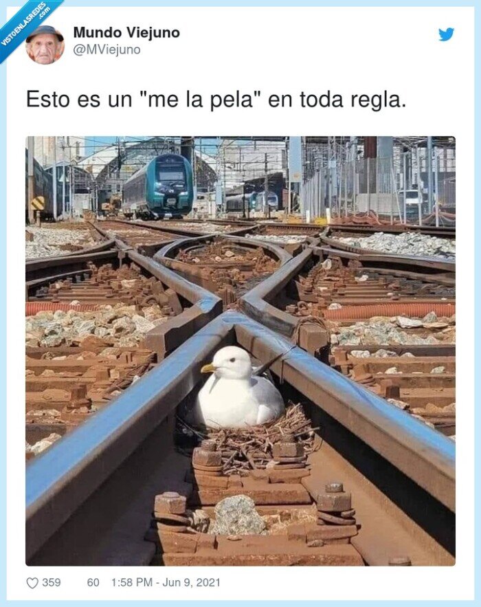 gaviota,vías,tren