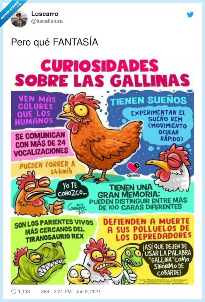 gallinas,curiosidades