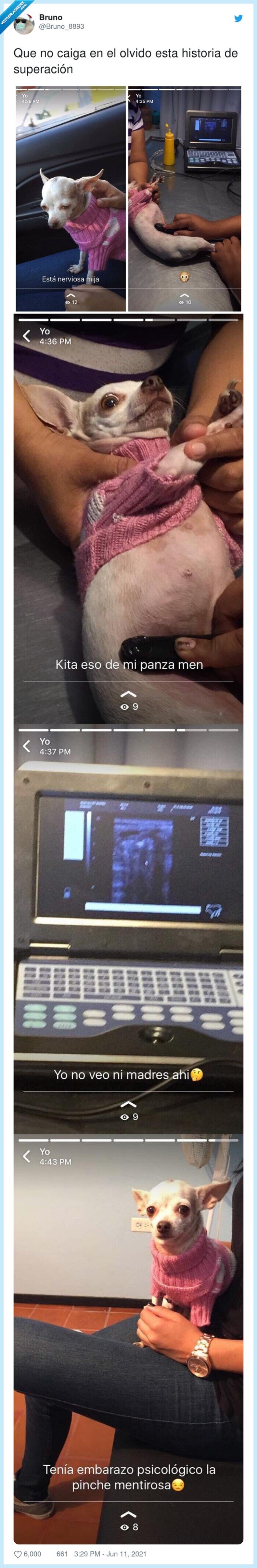 superación,historia,perra,embarazo psicológico