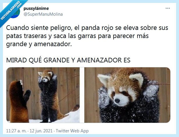 panda rojo,amenazador,grande,peligro