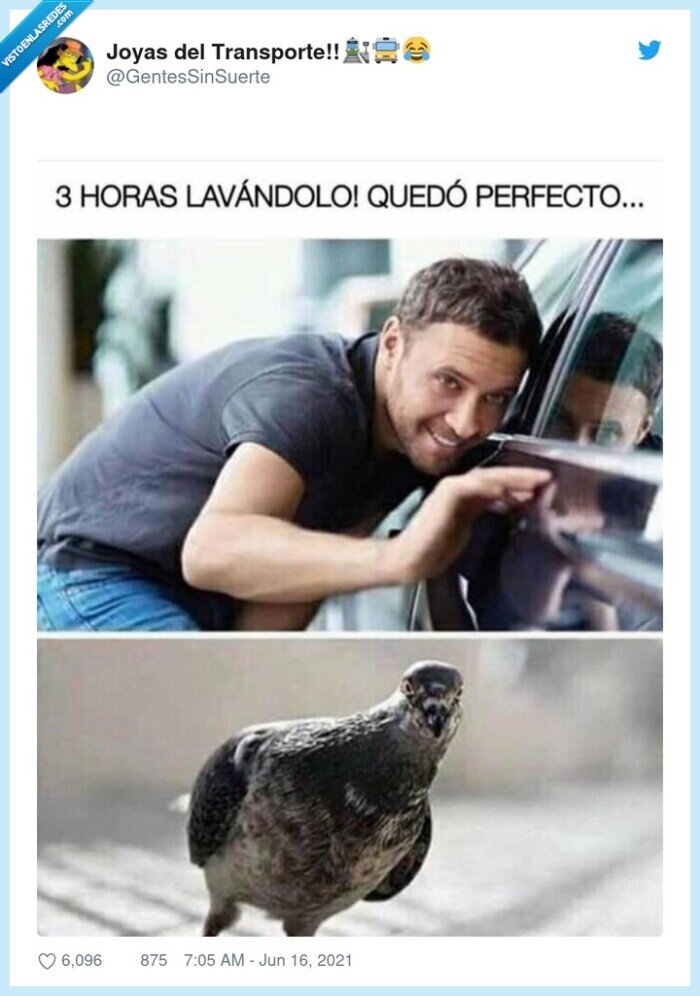 paloma,coche,lavar,limpiar,limpio