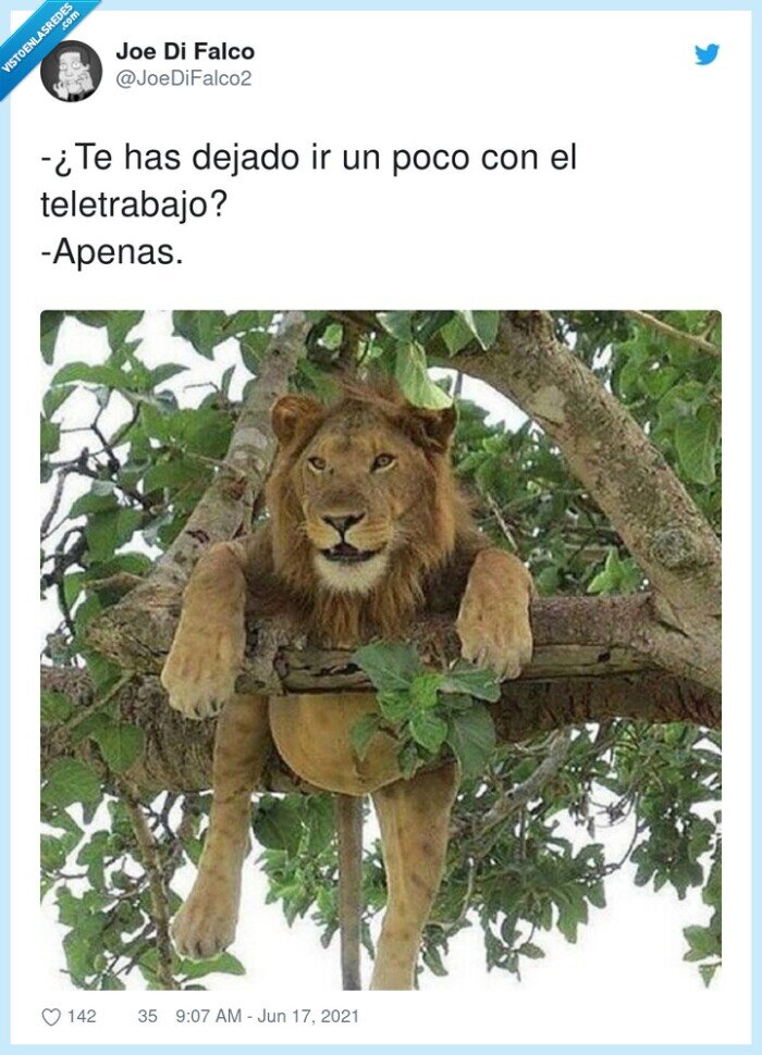 teletrabajo,dejado,apenas,león,barriga