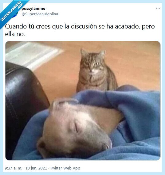 discusión,perro,gato,él,ella