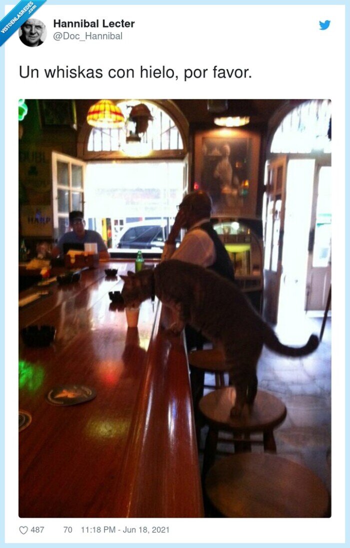 whiskas,hielo,bar,gato
