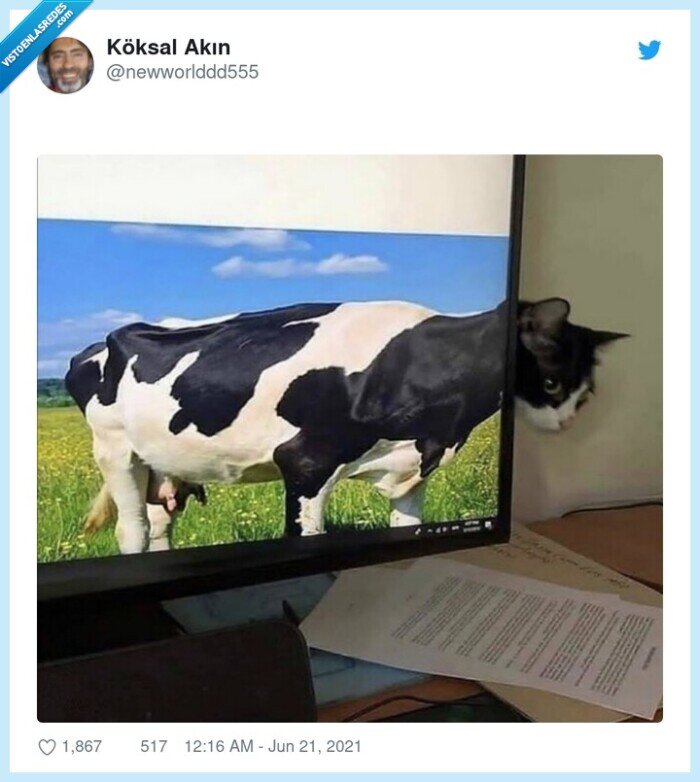 gato,salvapantallas,vaca