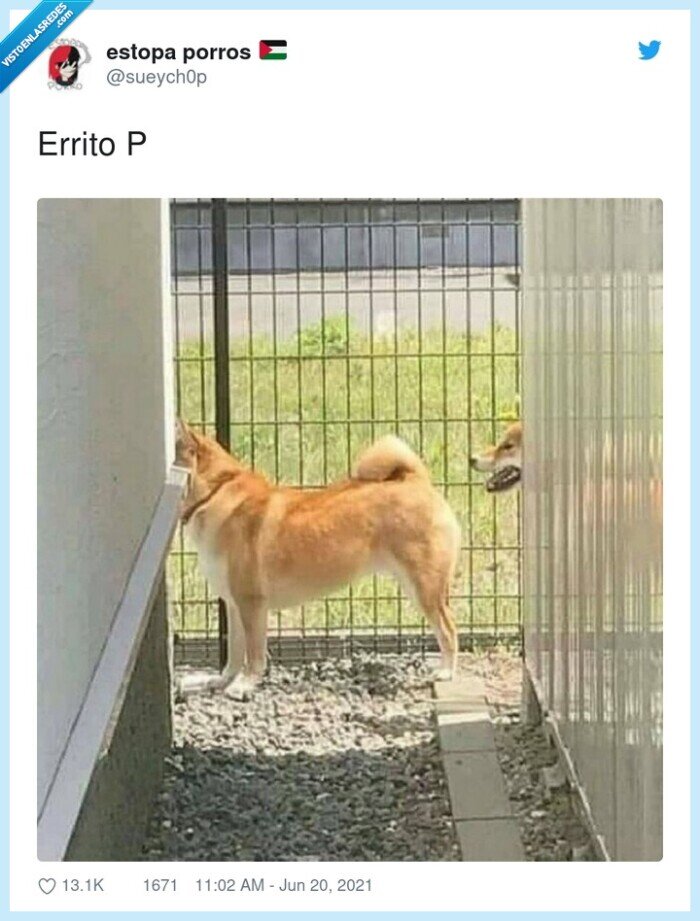 perrito,partido,cabeza,cuerpo