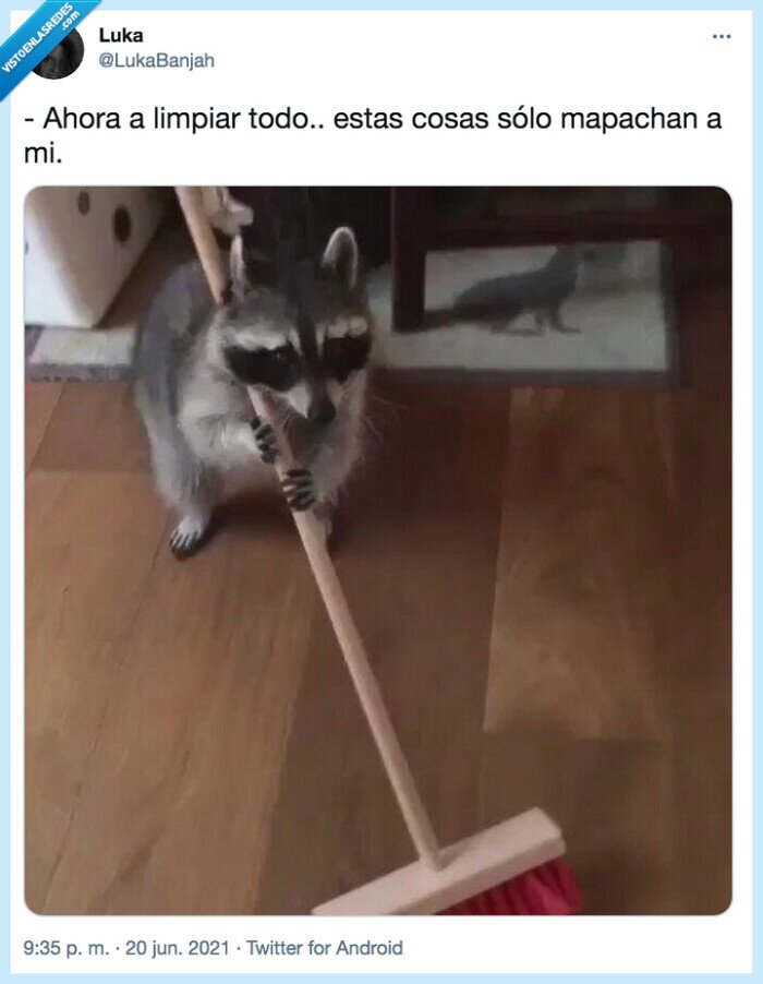 mapache,limpiar,escoba