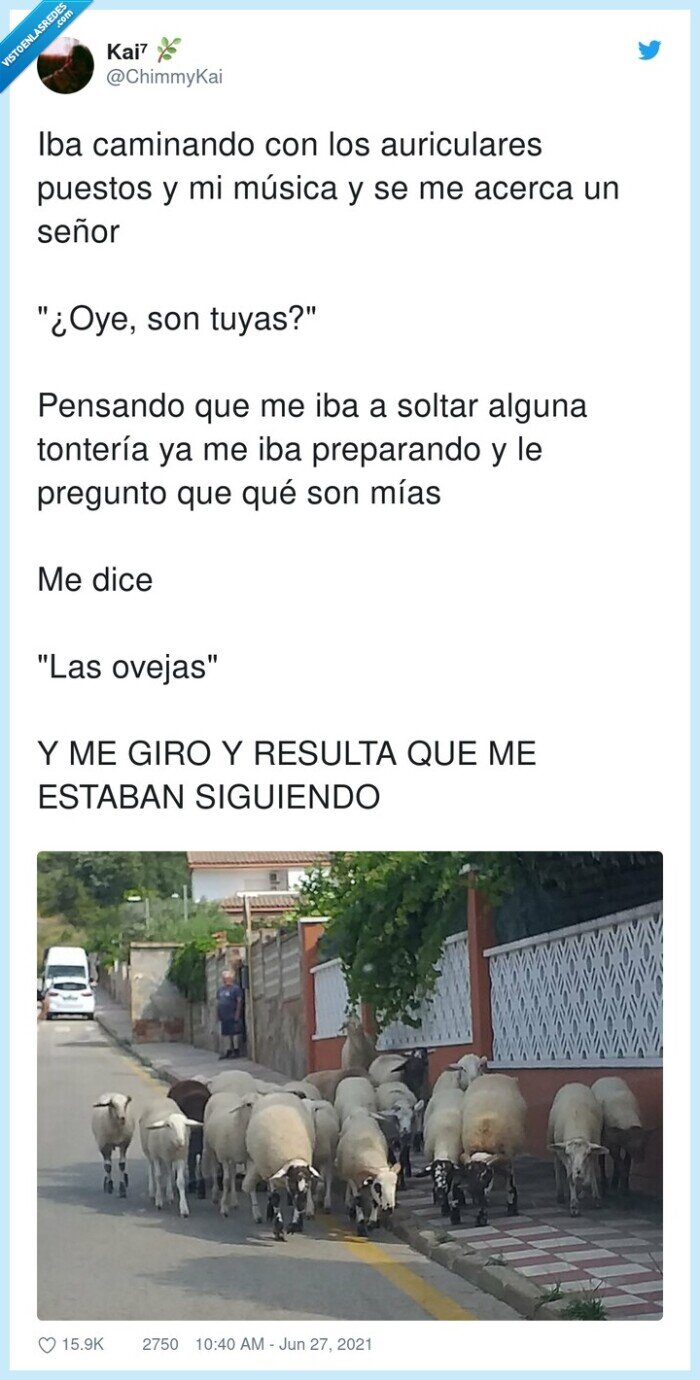 ovejas,seguir,detrás