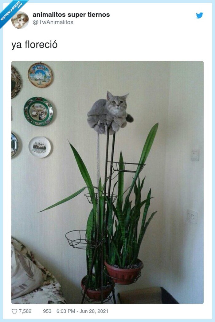florecer,gato,planta