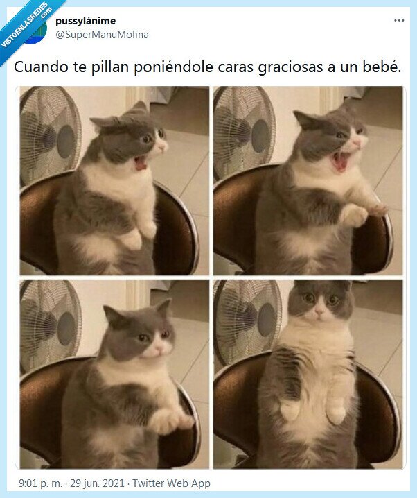 caras,graciosas,bebé,gato