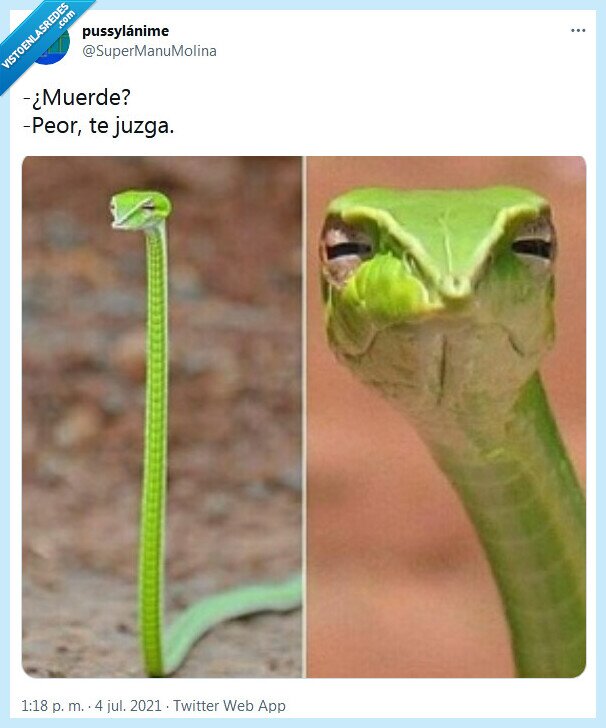 juzgar,morder,serpiente