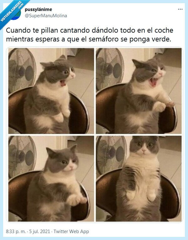 semáforo,verde,cantar,coche,gato,pillar
