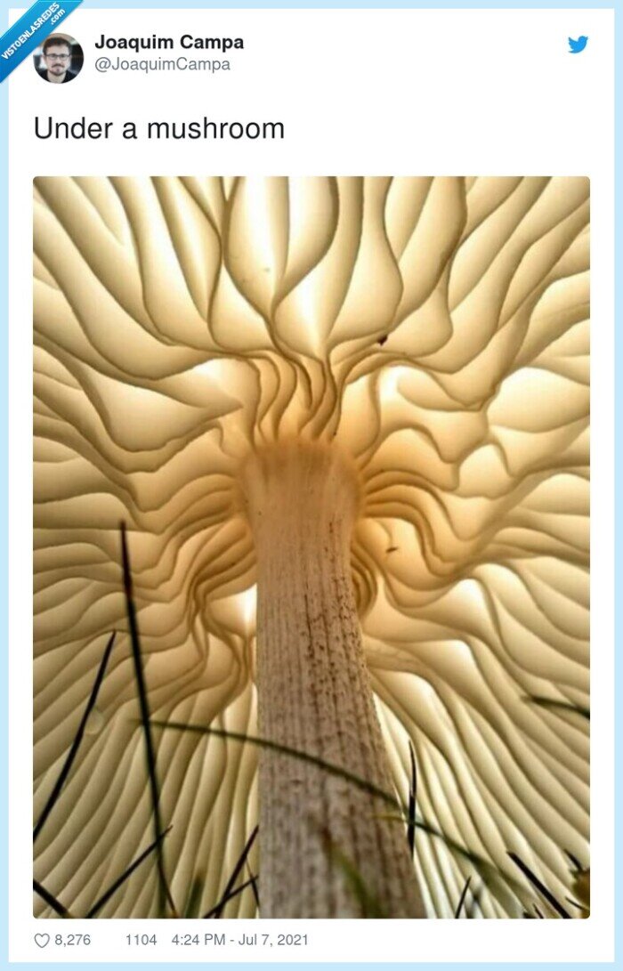 mushroom,seta,champiñón