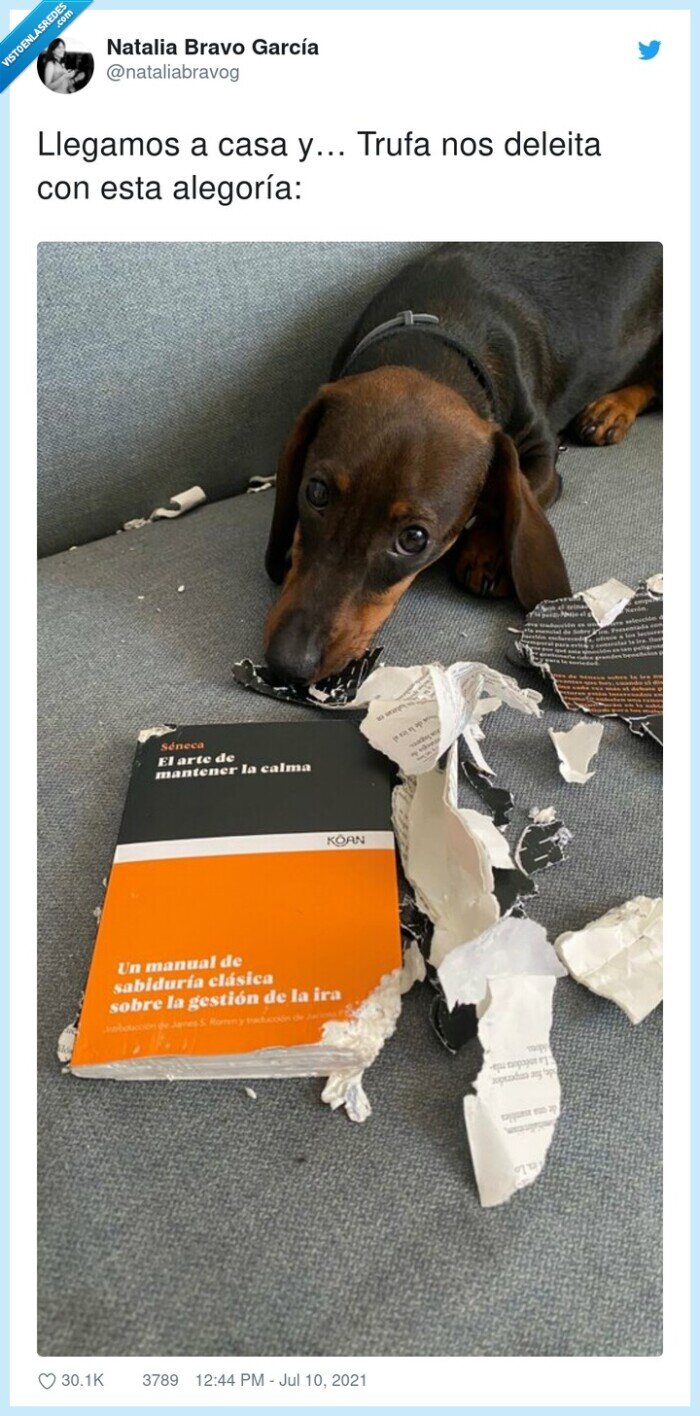 alegoría,llegamos,deleita,trufa,casa,perro,destrozar,libro