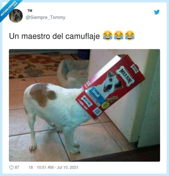 camuflaje,maestro,perro,caja