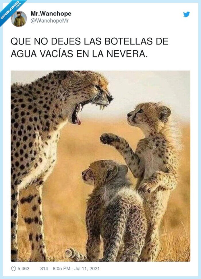 botellas,vacías,nevera,guepardos,agua